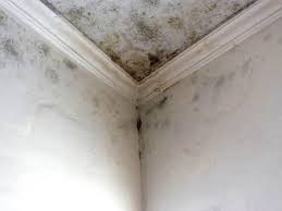 Trusted El Monte, CA Mold Prevention & Removal  Experts